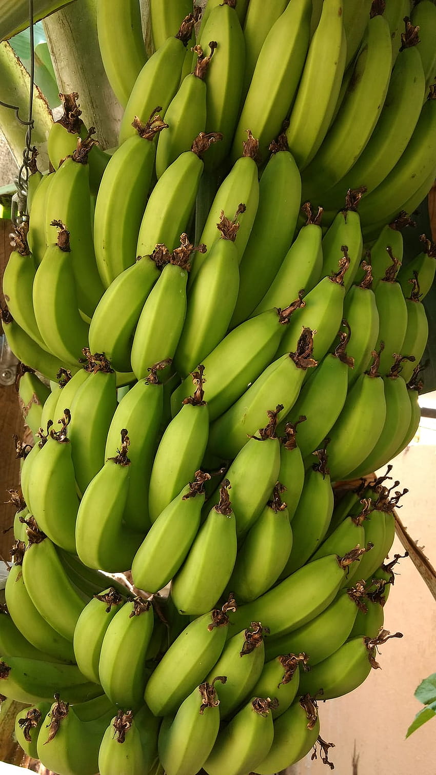 : planta, comida, fruta, plátano, alimento, Guineos verdes, plátano estético fondo de pantalla del teléfono