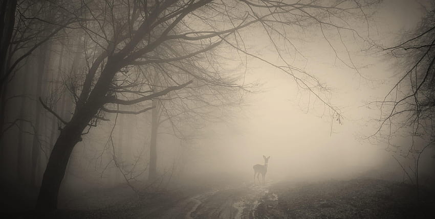 3990x2012 Deer, Dark Forest, Tree, Path, Dirt, Creepy, misty forest path HD wallpaper