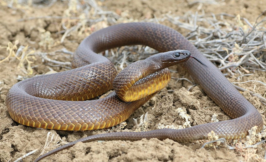 Serpente di Taipan Rettile velenoso Australia, taipan interno Sfondo HD