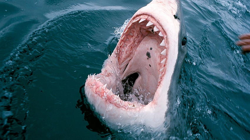 Устата на голяма бяла акула HD тапет