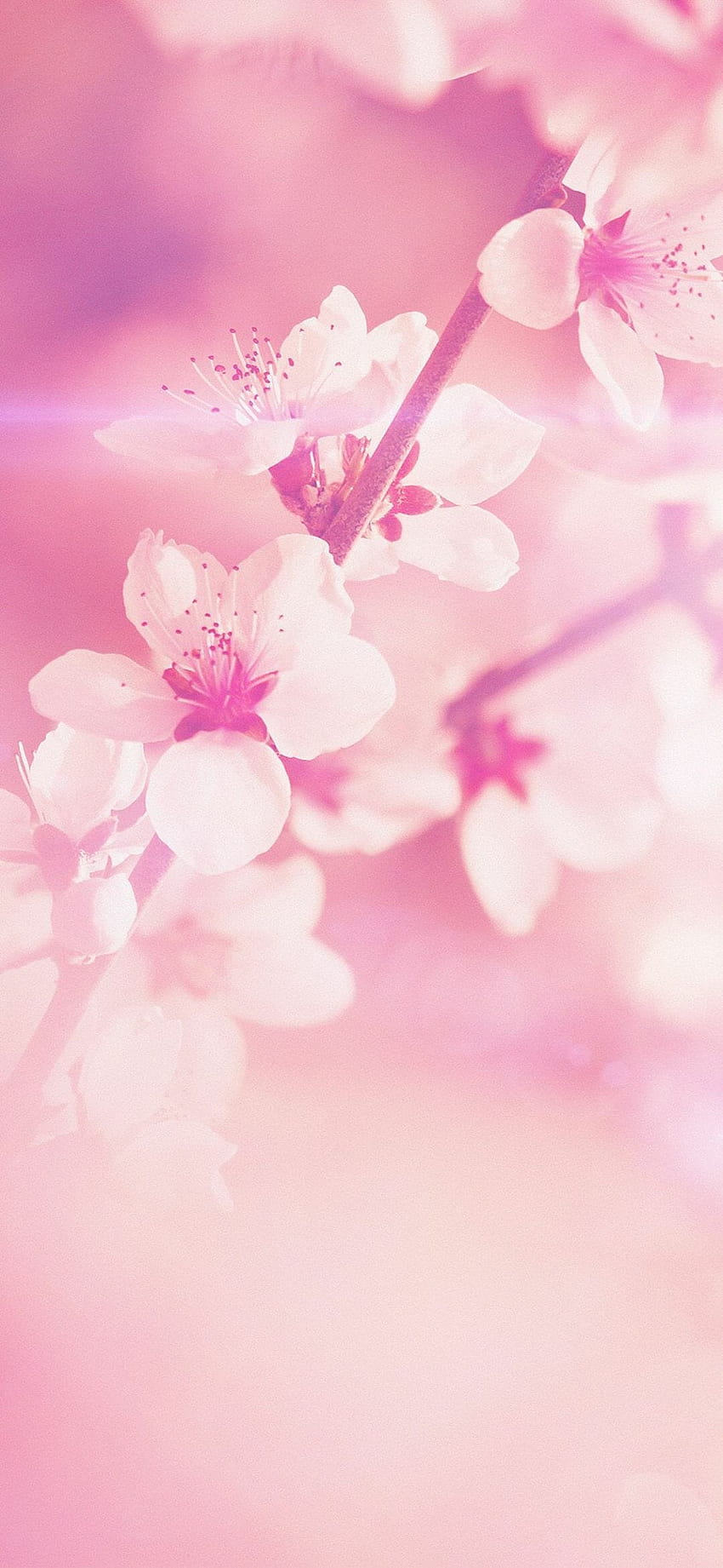 1 Spring Flower Pink Cherry Blossom Flare Nature IPhone X, цвете пролетно розово HD тапет за телефон