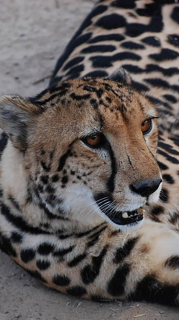 King Cheetah Art for Sale - Pixels