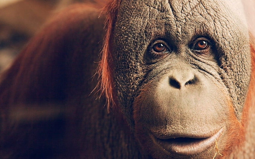1067930 animals, wildlife, nose, apes, head, Orangutan, orangutans, great ape HD wallpaper