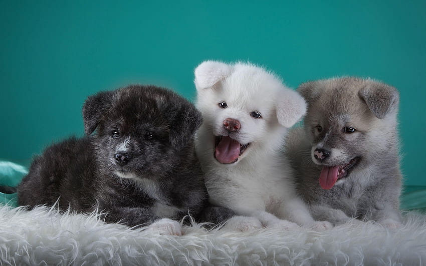 Akita Puppy Dogs Three 3 Animals 2880x1800 HD wallpaper