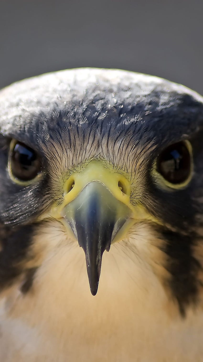 938x1668 peregrine falcon, bird, head, beak, peregrine falcon mobile HD phone wallpaper
