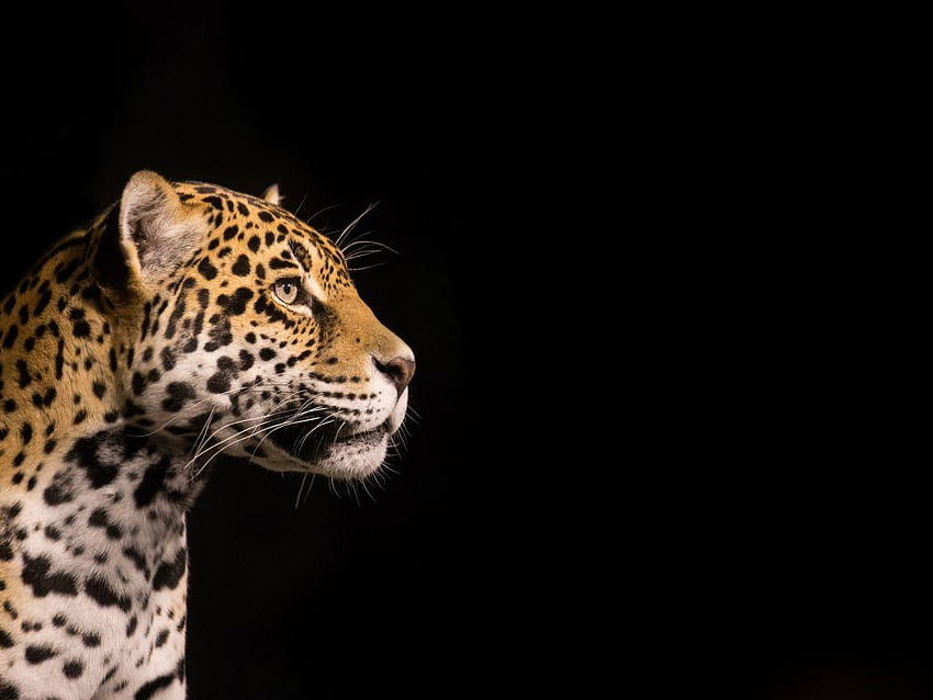 Head of a leopard on a black backgrounds, black leopard on black background HD wallpaper