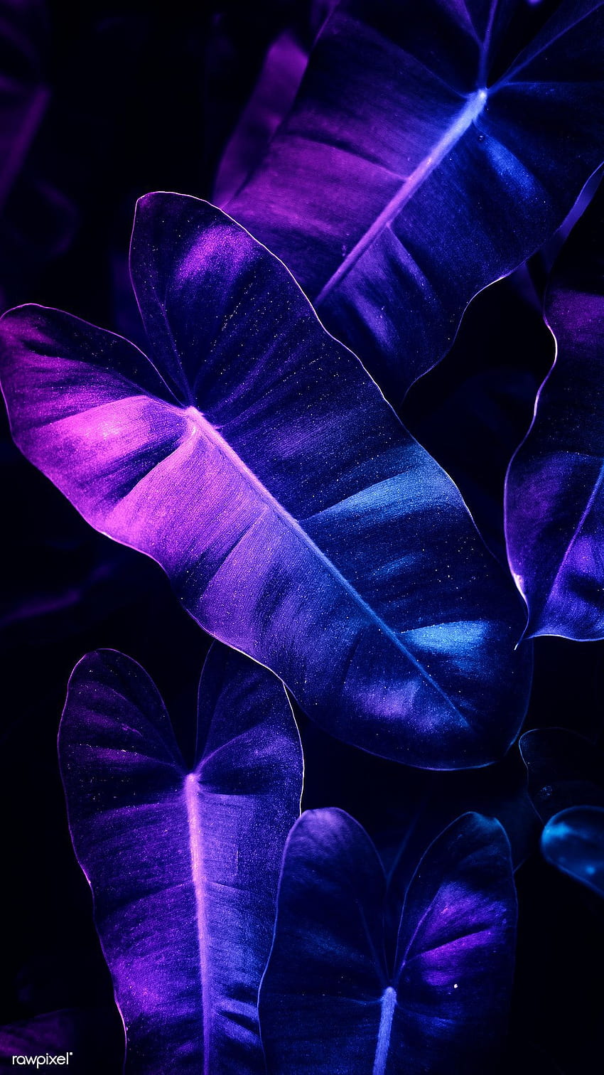 Pin su Jardín, tunnel vegetale viola estetica ultra Sfondo del telefono HD