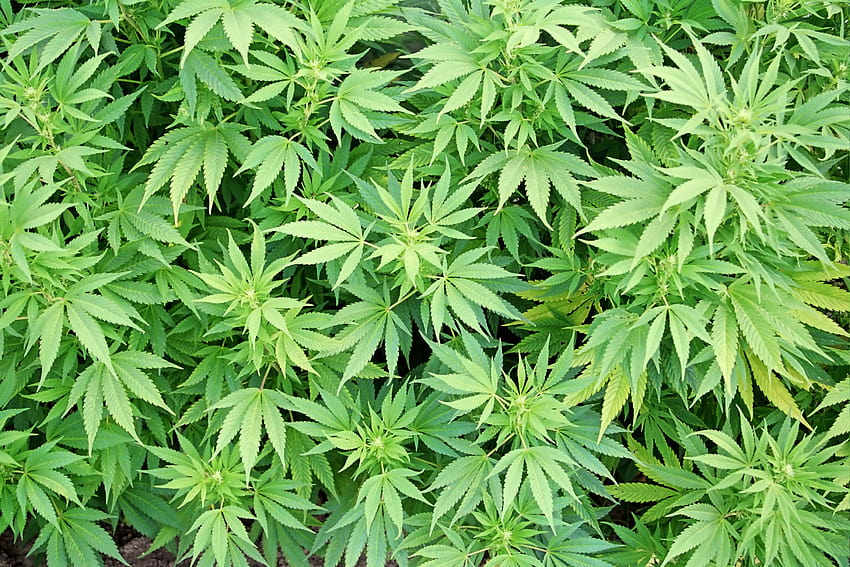 Mieszkańcy Missouri mogą głosować w sprawie legalizacji marihuany w 2016 r., Tło chwastów Tapeta HD