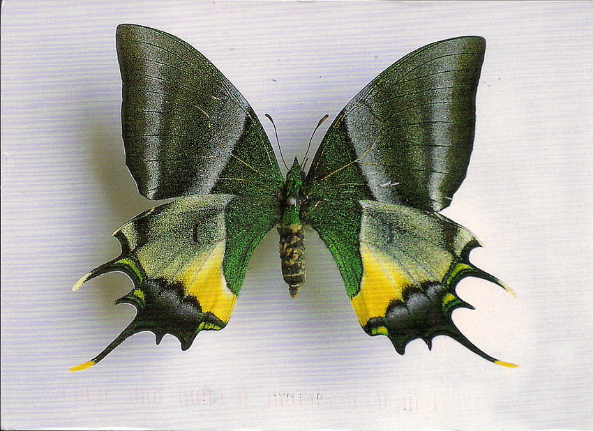 Tła motyli, , rodzaje motyli Tapeta HD