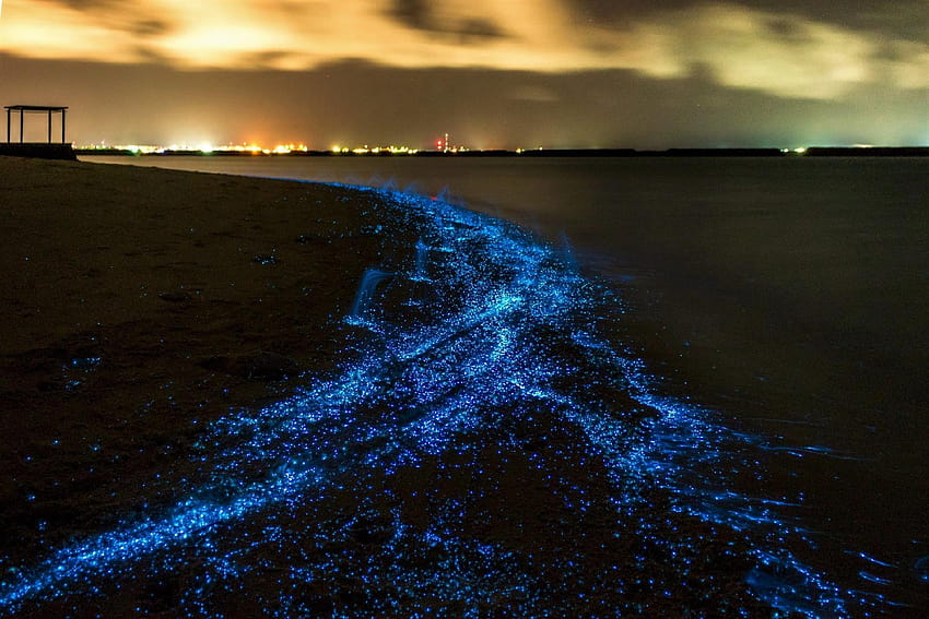 Sea of stars Maldives all you need to know about it