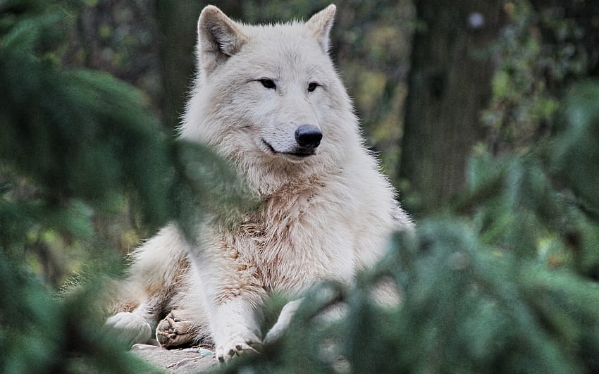 arctic wolf, predator, white wolf, wildlife, wolves, wild animals, forest animals, wolf with resolution 2880x1800. High Quality HD wallpaper