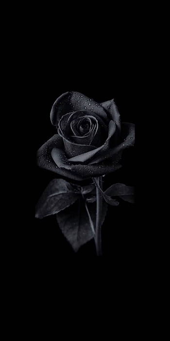 Black rose aesthetic HD wallpapers | Pxfuel