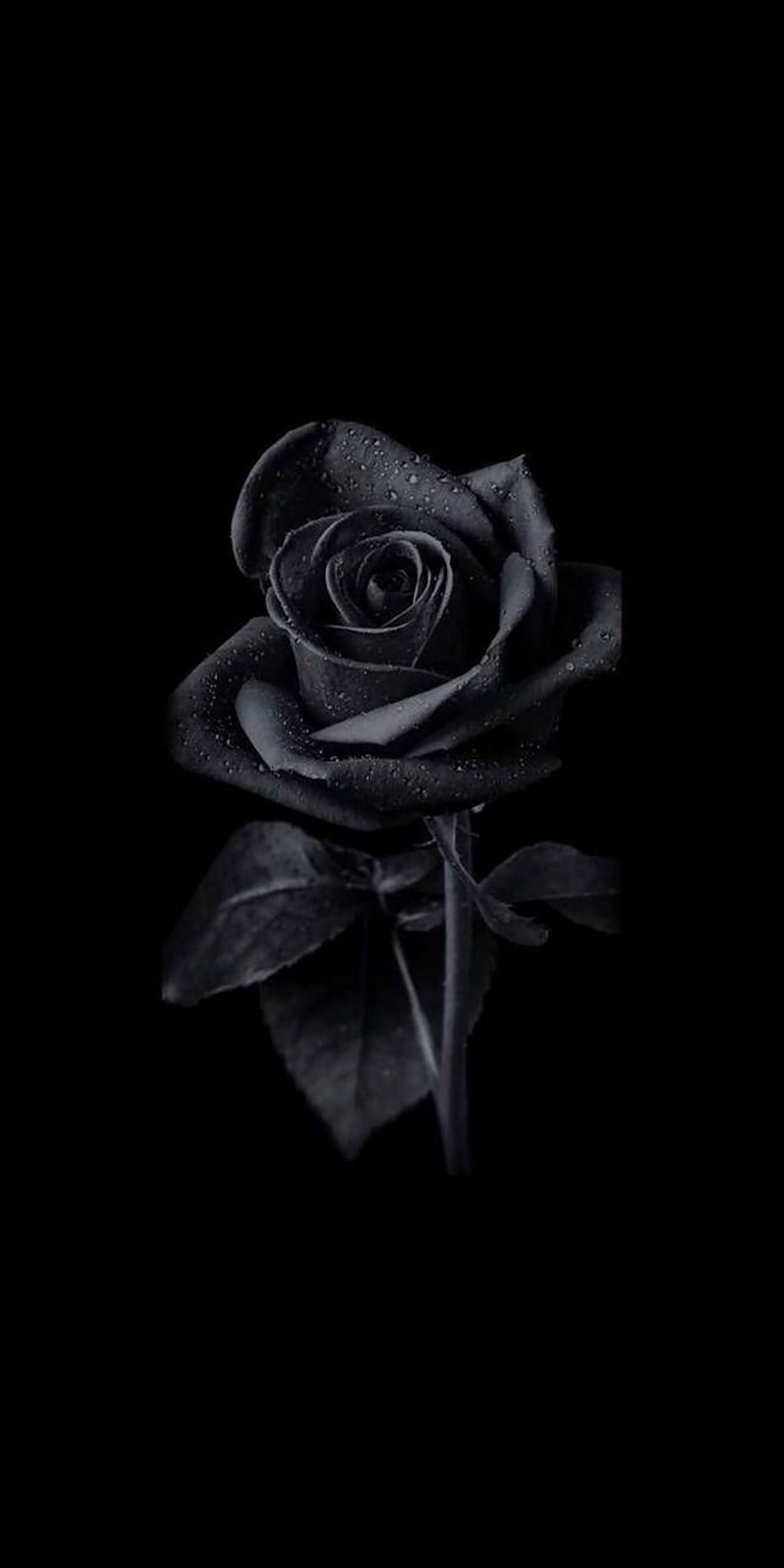 Mawar Hitam oleh Abtahialamking, mawar estetika hitam wallpaper ponsel HD