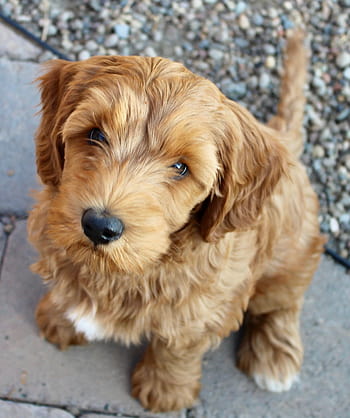 Lupine best sale lane labradoodle