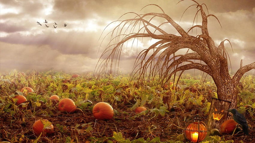 Pumpkins For Group, pumpkin patch HD wallpaper | Pxfuel