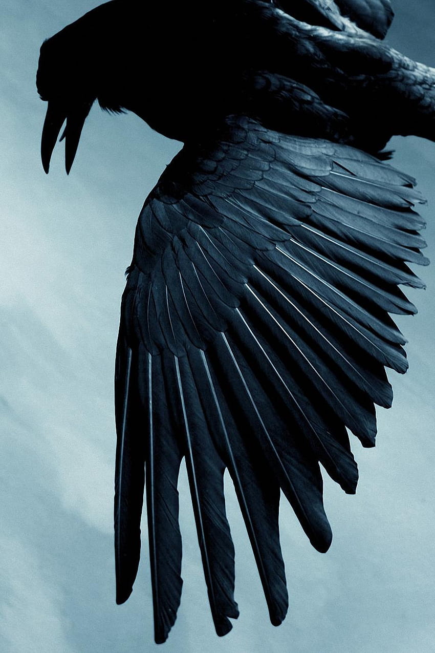 Schwarzer Rabenvogel HD-Handy-Hintergrundbild