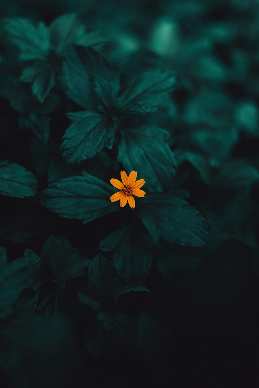 gelbe Blume mit grünen Blättern – Blume, dunkelrote gelbe Blütenblätter HD-Handy-Hintergrundbild