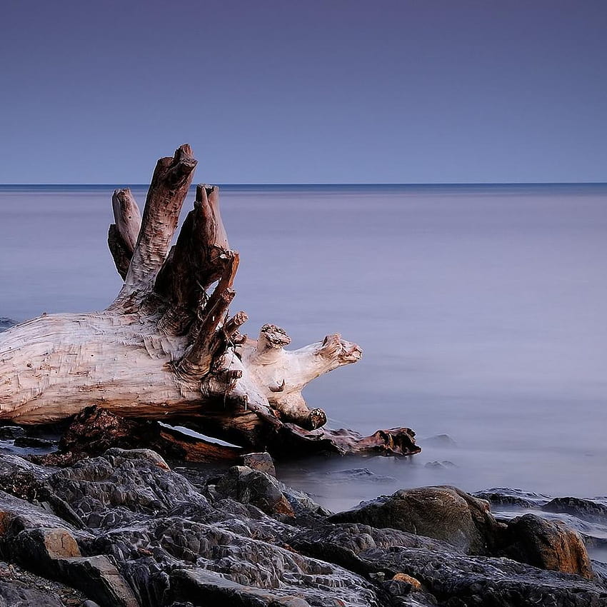 Beach driftwood iPad HD phone wallpaper