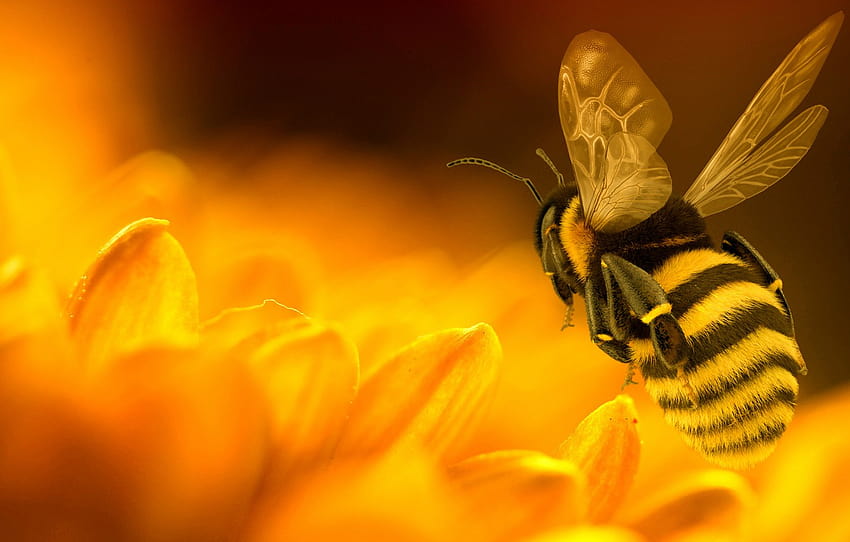 flower, yellow, rendering, bee, petals, insect, bumblebee , section рендеринг, bumble bees HD wallpaper