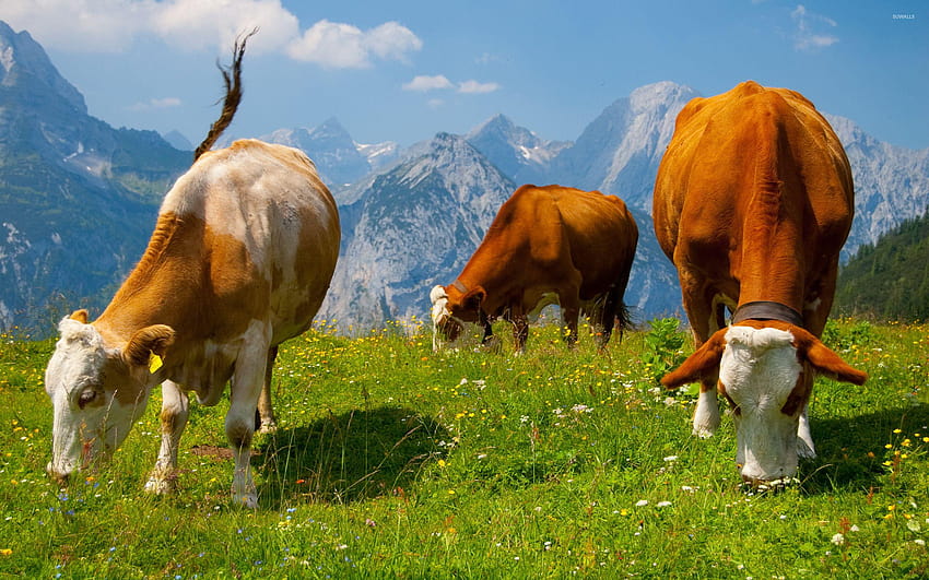 Vacas nos Alpes papel de parede HD