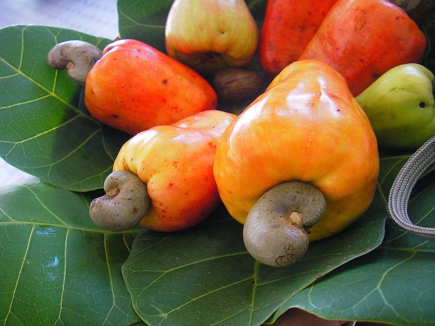 cashew fruit, cashew nut HD wallpaper