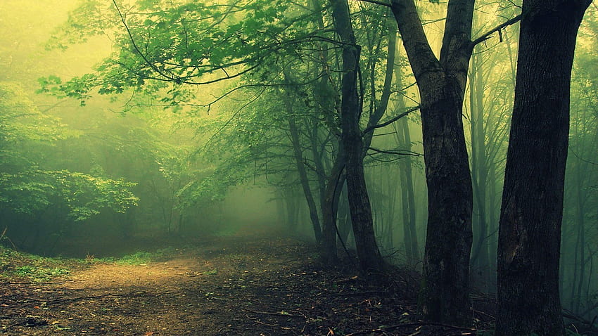Hoia Baciu Woods Haunted Romanian Forest 4334871206 [1920x1080] na telefon komórkowy i tablet, przerażające lasy Tapeta HD