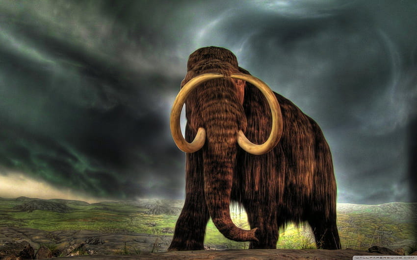 Mammoth : High Definition : Fullscreen : Mobile HD wallpaper