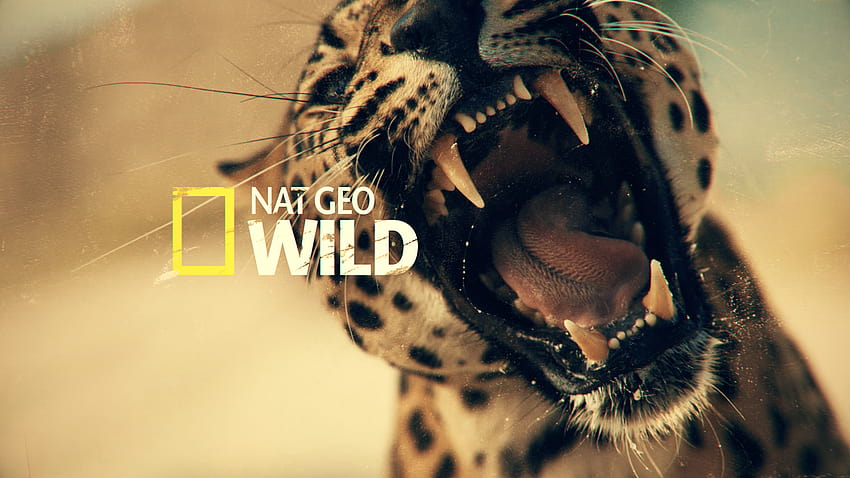 NAT GEO WILD Big Cat Week // Promo-Paket auf Behance HD-Hintergrundbild