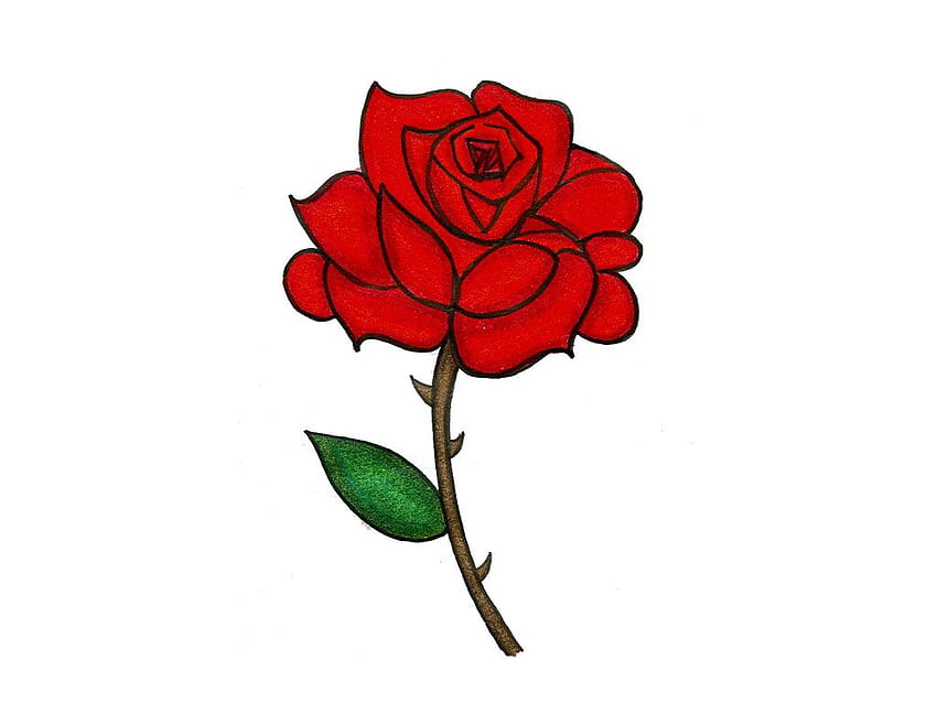 Rose Cartoon, rose drawing HD wallpaper | Pxfuel