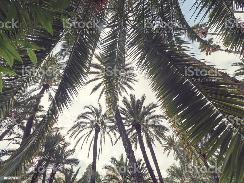 Palmeira retrô contra o céu ao pôr do sol Fundos tropicais claros com estoque de palmeiras, palmeira retrô papel de parede HD