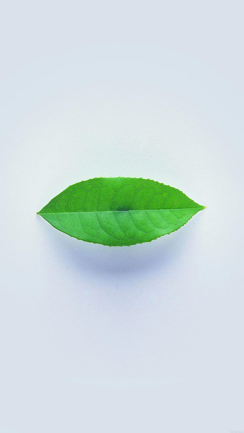 Green Leaf Minimal Nature Art Android, naturaleza minimalista de iphone fondo de pantalla del teléfono