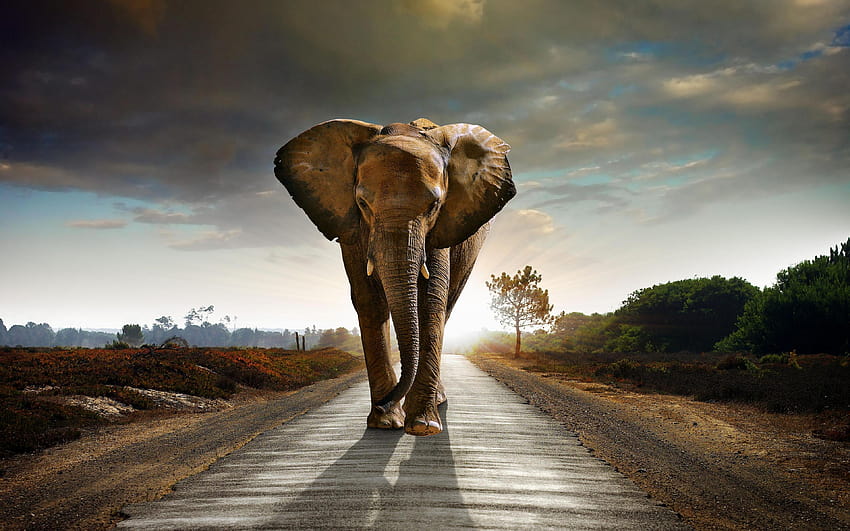 Big Elephant Of A Giant Elephant, indian elephant HD wallpaper