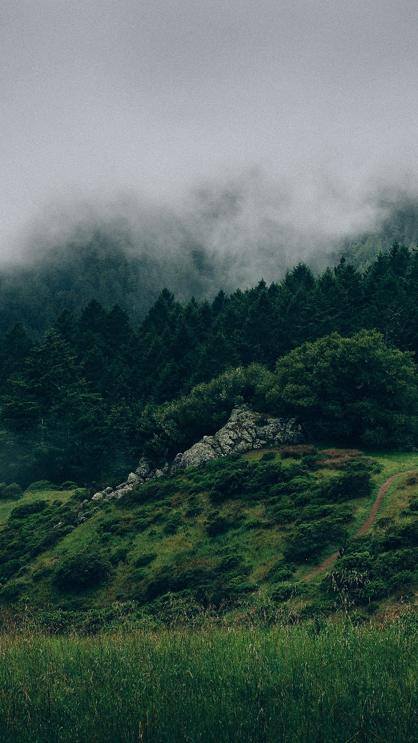 Forest, , mist, hills, fog, Nature, forest phone HD phone wallpaper