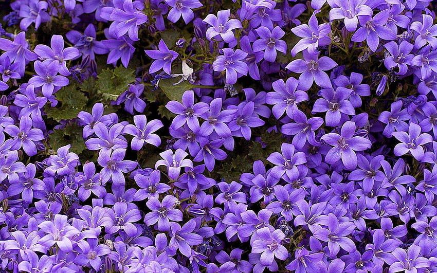 mit lila blumen HD-Hintergrundbild