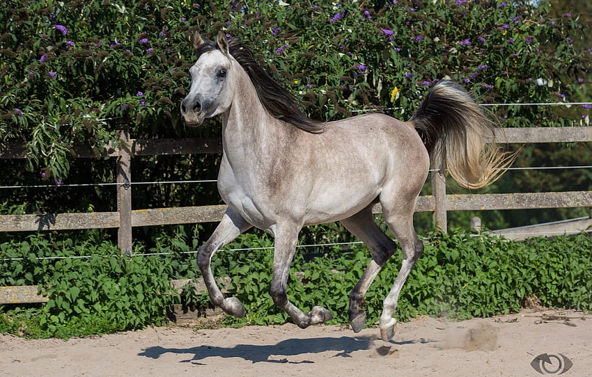 Cavallo cavallo grigio coda criniera in esecuzione movimento galoppo paddock, cavallo grigio Sfondo HD