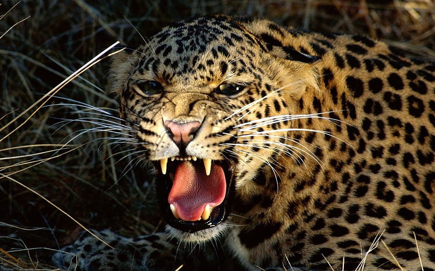 Snarling Cheetah เสือชีตาห์สัตว์ วอลล์เปเปอร์ HD