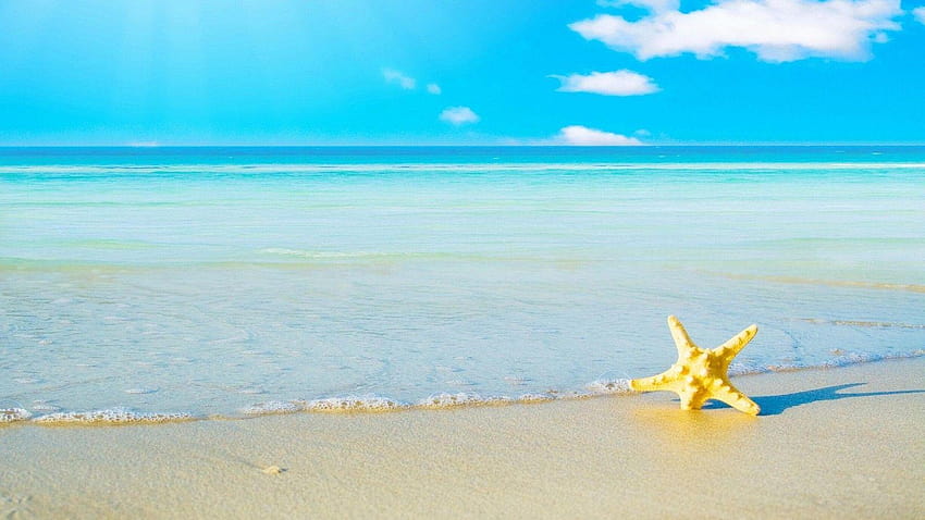 морска звезда, пясък, плаж, море, пяна, пейзаж, пантай HD тапет
