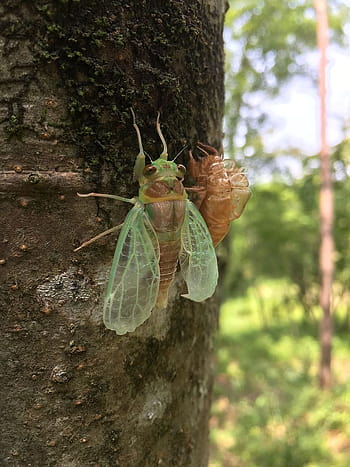 5 Cicada, cicadas HD wallpaper | Pxfuel