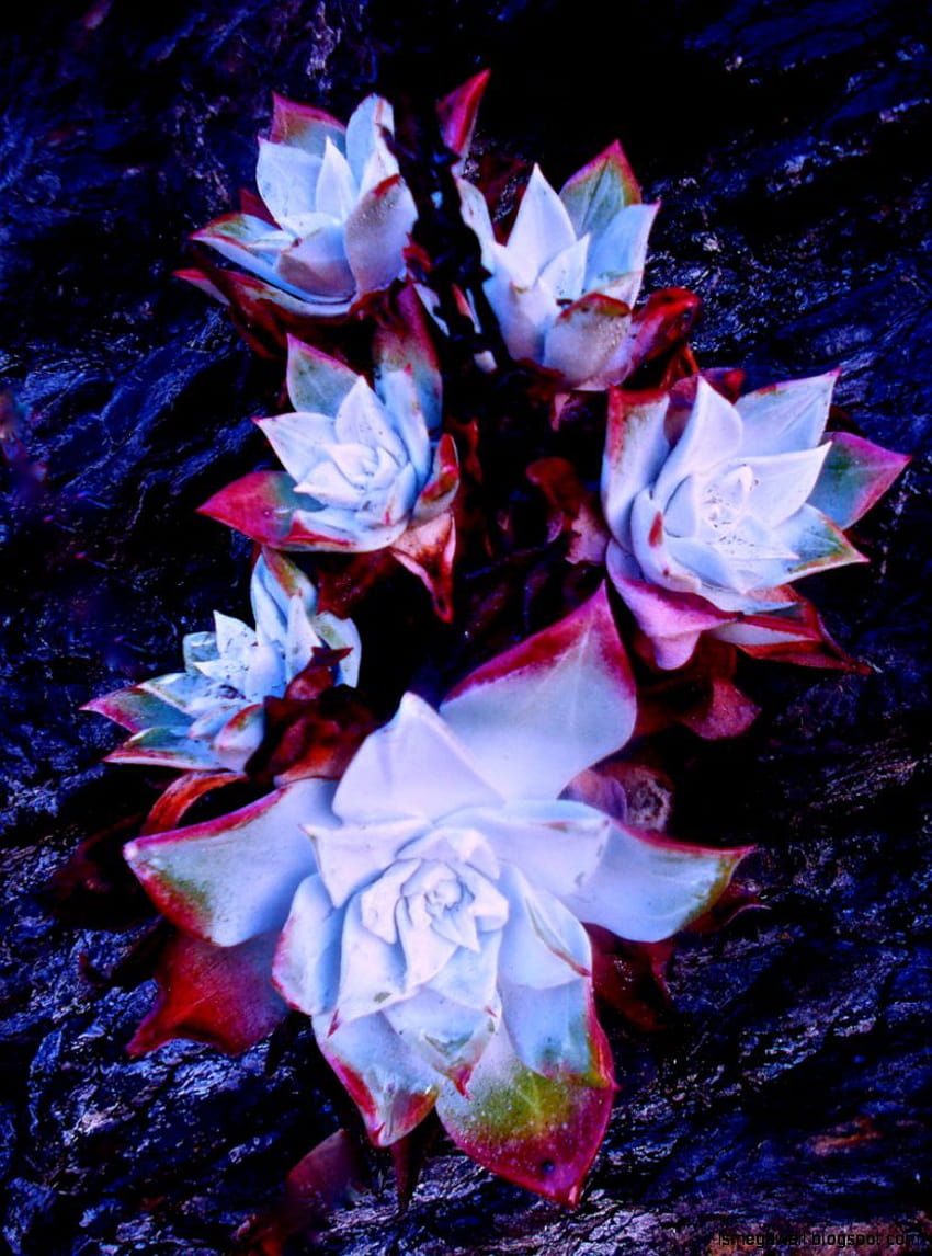 Most Beautiful And Rare Found Flowers HD phone wallpaper