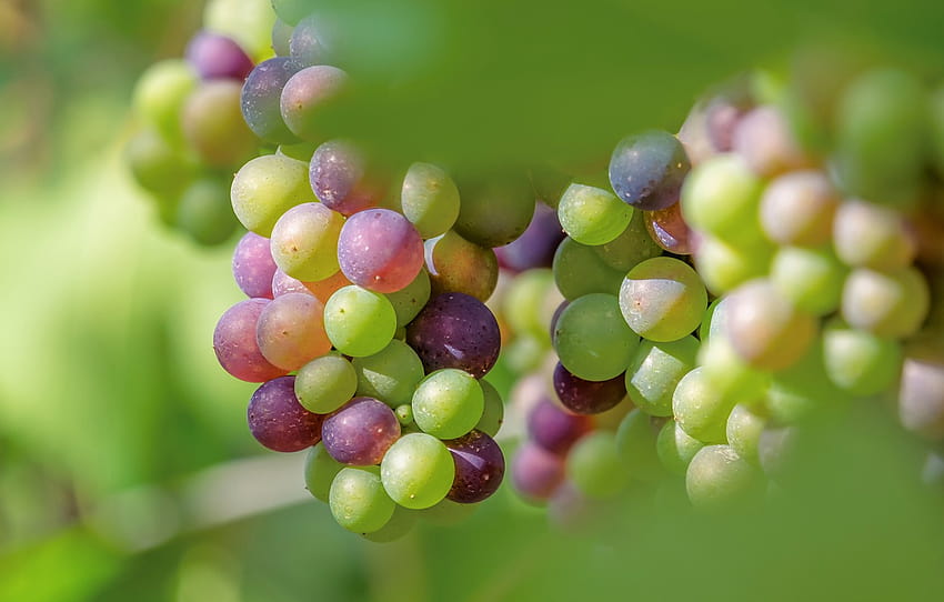 summer, leaves, light, green, background, fruit, grapes, fruit, bunches, bokeh, vine, hang, Matures , section природа, green grapes HD wallpaper