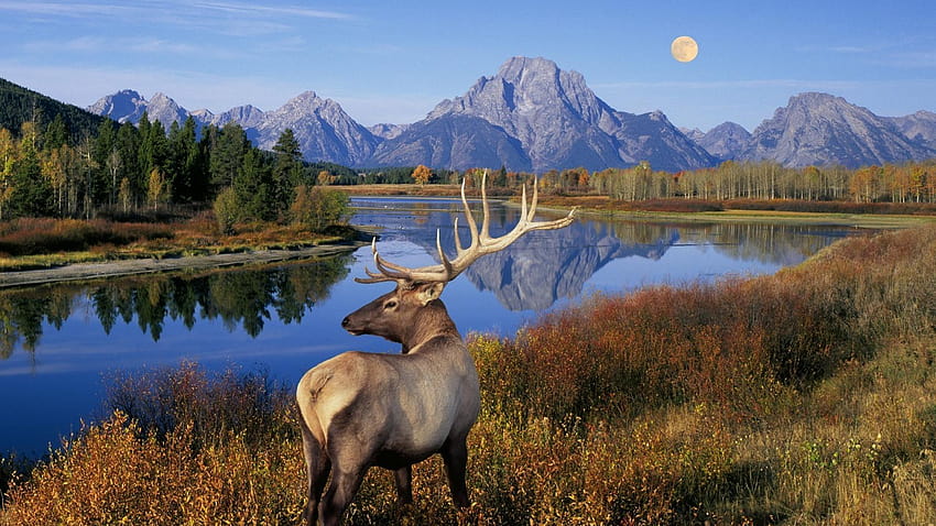 Mountains Landscapes Moon Wyoming Lakes Elk, jackson lake grand teton national park HD wallpaper