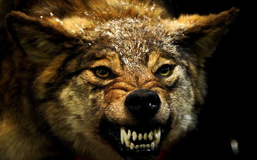Wolf animals angry HD wallpapers | Pxfuel