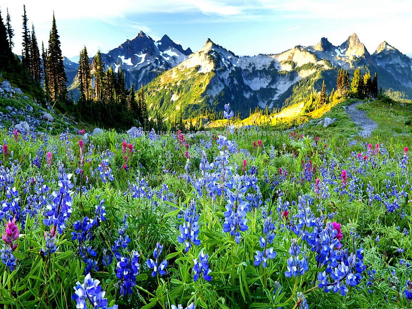 mountain flowers sunny meadow nature snowy HD wallpaper