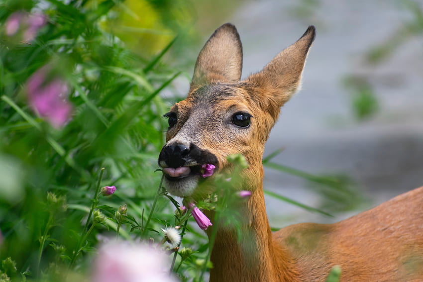 Roe deer eating flower HD wallpaper