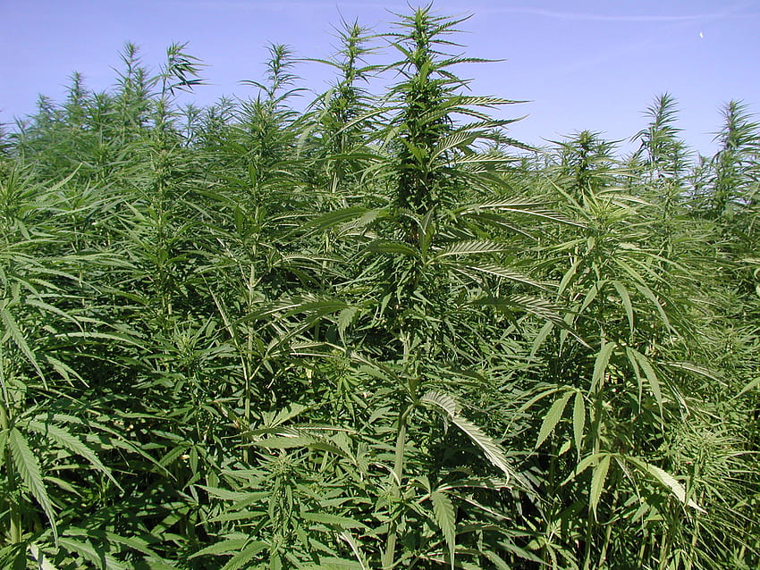 Seventeen 241 Cannabis กัญชง กัญชา วอลล์เปเปอร์ HD
