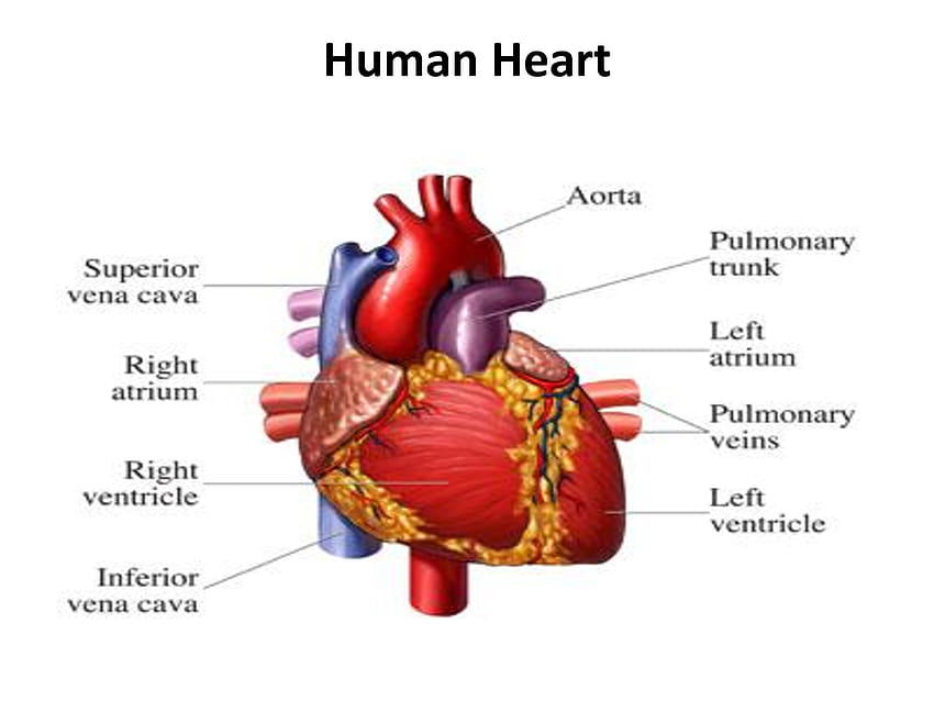 Il Cuore Umano, cuore dell'umano Sfondo HD