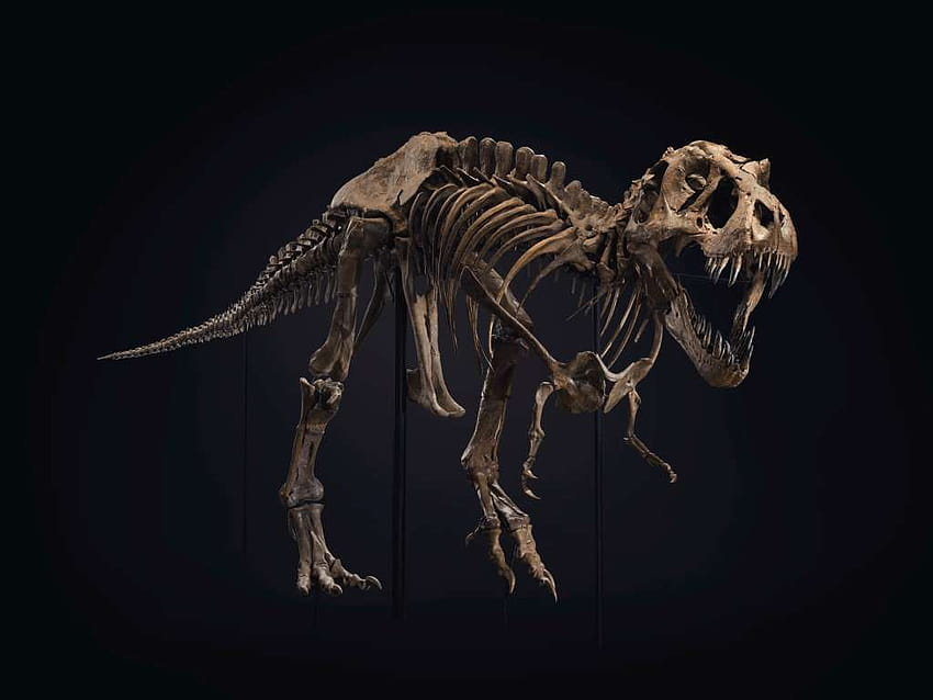 Скелетът на T. rex се продава за 31,8 милиона долара, поставяйки нов световен рекорд – WSVN 7News, скелет на динозавър HD тапет
