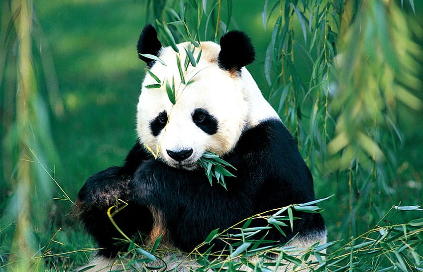 Panda Eating Bamboo, bamboo panda HD wallpaper