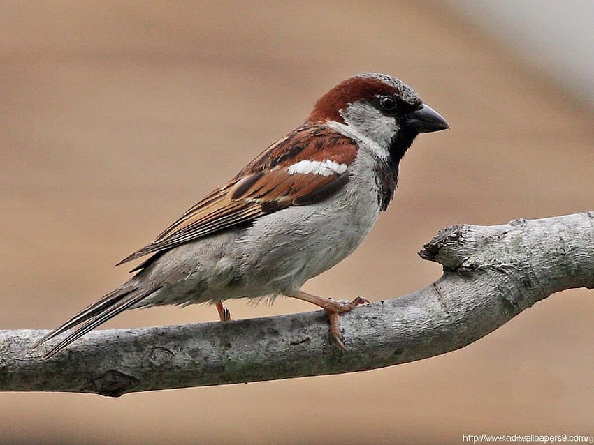4000 Free Sparrow  Bird Images  Pixabay
