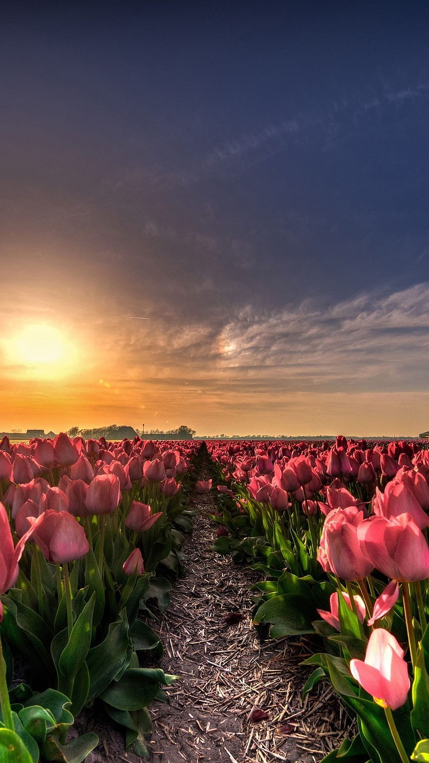 Tulips iPhone, flower field iphone HD phone wallpaper